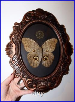 Cadre entomologie papillon véritable giant owl butterfly caligo illioneus taxidermy curiosities oddities cadre verre bombé old france