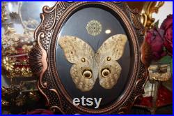 Cadre entomologie papillon véritable giant owl butterfly caligo illioneus taxidermy curiosities oddities cadre verre bombé old france