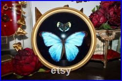 Cadre entomologie papillon véritable morpho didius giant blue morpho taxidermy curiosities oddities verre bombé old france panacea prola