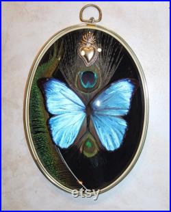 Cadre entomologie papillon véritable morpho didius giant blue morpho taxidermy curiosities oddities verre bombé old france feather peacock
