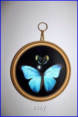 Cadre entomologie papillon véritable morpho didius giant blue morpho taxidermy curiosities oddities verre bombé old france panacea prola