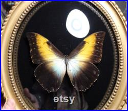 Cadre entomologie papillon véritable morpho telemachus golden morpho taxidermy curiosities oddities verre bombé old france convex frame