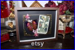 Cadre entomologie papillon véritable taxidermy curiosities oddities verre bombé old france butterfly tarot the tower salamis anteva