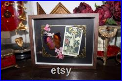Cadre entomologie papillon véritable taxidermy curiosities oddities verre bombé old france butterfly tarot the tower salamis anteva