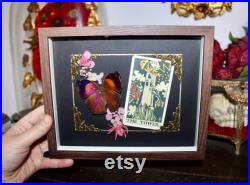 Cadre entomologie papillon véritable taxidermy curiosities oddities verre bombé old france butterfly tarot the tower salamis anteva