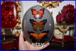 Cadre entomologie papillon véritable taxidermy curiosity oddities verre bombé old france butterfly verre bombé Anaea tehuana