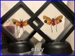 Cadre flottant plastique véritable insecte Penthicodes pulchella framed Naturalisé entomologie cabinet curiosity oddities