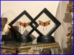 Cadre flottant plastique véritable insecte Penthicodes pulchella framed Naturalisé entomologie cabinet curiosity oddities