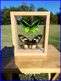Cadre papillon à ailes d oiseaux vert véritables Étui Ornithoptera priamus Nature Cadeau Décor