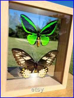 Cadre papillon à ailes d oiseaux vert véritables Étui Ornithoptera priamus Nature Cadeau Décor