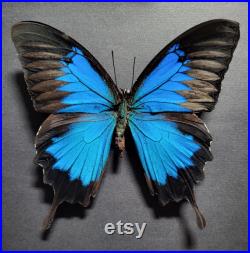 Cadre papillon bleu Ulysse. Bois noir