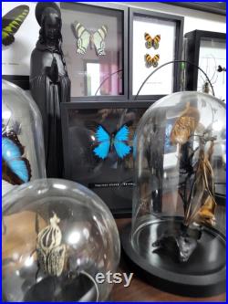 Cadre papillon bleu Ulysse. Bois noir