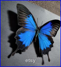 Cadre papillon bleu Ulysse. Bois noir