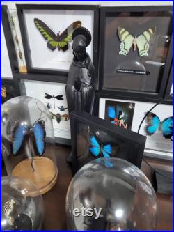 Cadre papillon bleu Ulysse. Bois noir