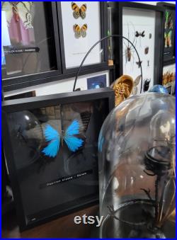 Cadre papillon bleu Ulysse. Bois noir