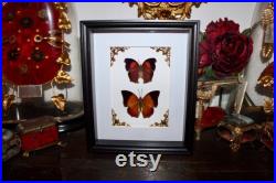 Cadre papillon salamis cacta charaxes bernardus naturalisé véritable entomologie taxidermie oddities cabinet curiosité butterfly noel