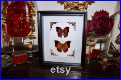 Cadre papillon salamis cacta charaxes bernardus naturalisé véritable entomologie taxidermie oddities cabinet curiosité butterfly noel