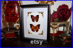 Cadre papillon salamis cacta charaxes bernardus naturalisé véritable entomologie taxidermie oddities cabinet curiosité butterfly noel