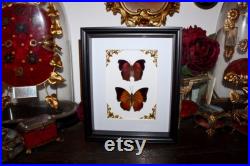 Cadre papillon salamis cacta charaxes bernardus naturalisé véritable entomologie taxidermie oddities cabinet curiosité butterfly noel