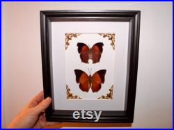 Cadre papillon salamis cacta charaxes bernardus naturalisé véritable entomologie taxidermie oddities cabinet curiosité butterfly noel