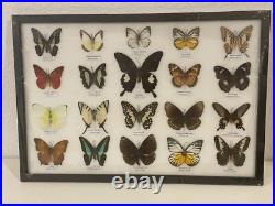 Cadre papillons exotiques taxidermie