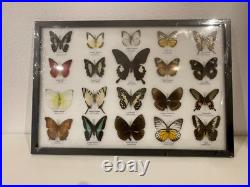 Cadre papillons exotiques taxidermie
