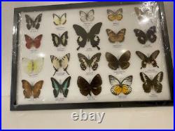 Cadre papillons exotiques taxidermie