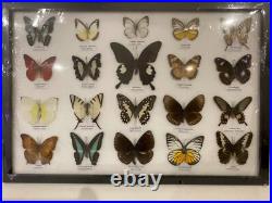 Cadre papillons exotiques taxidermie