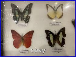Cadre papillons exotiques taxidermie