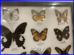 Cadre papillons exotiques taxidermie