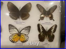 Cadre papillons exotiques taxidermie