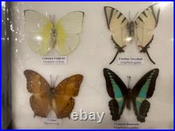 Cadre papillons exotiques taxidermie