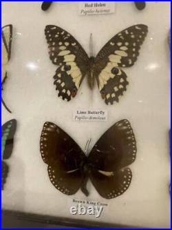 Cadre papillons exotiques taxidermie