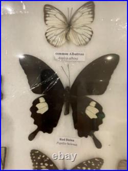 Cadre papillons exotiques taxidermie