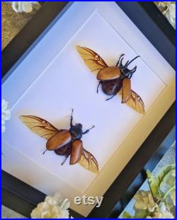 Cadre scarabée geant