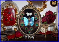 Cadre véritable baroque morpho didius giant butterfly curiosité cursed witch oddities real verre bombé antique frame bowl Perrhybris pyrrha