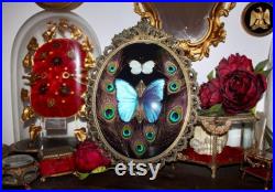 Cadre véritable baroque morpho didius giant butterfly curiosité cursed witch oddities real verre bombé antique frame bowl Perrhybris pyrrha