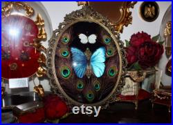 Cadre véritable baroque morpho didius giant butterfly curiosité cursed witch oddities real verre bombé antique frame bowl Perrhybris pyrrha