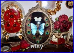 Cadre véritable baroque morpho didius giant butterfly curiosité cursed witch oddities real verre bombé antique frame bowl Perrhybris pyrrha