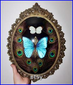 Cadre véritable baroque morpho didius giant butterfly curiosité cursed witch oddities real verre bombé antique frame bowl Perrhybris pyrrha