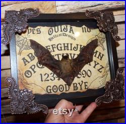 Cadre véritable chauve souris Pipistrellus kuhlii naturalisée bat framed oddities cabinet de curiosité cadre antique ouija board