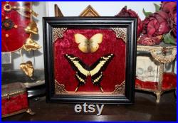 Cadre véritable papillon naturalisé papilio thoas king swallowtail cabinet de curiosité entomologie wunderkammer butterfly witch decor Cadre véritable papillon naturalisé papilio thoas king swallowtail cabinet de curiosité entomologie wunderkammer butterfly witch decor