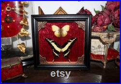 Cadre véritable papillon naturalisé papilio thoas king swallowtail cabinet de curiosité entomologie wunderkammer butterfly witch decor Cadre véritable papillon naturalisé papilio thoas king swallowtail cabinet de curiosité entomologie wunderkammer butterfly witch decor