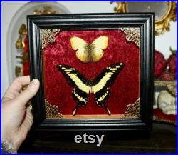Cadre véritable papillon naturalisé papilio thoas king swallowtail cabinet de curiosité entomologie wunderkammer butterfly witch decor Cadre véritable papillon naturalisé papilio thoas king swallowtail cabinet de curiosité entomologie wunderkammer butterfly witch decor