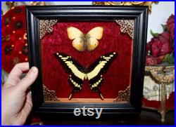 Cadre véritable papillon naturalisé papilio thoas king swallowtail cabinet de curiosité entomologie wunderkammer butterfly witch decor Cadre véritable papillon naturalisé papilio thoas king swallowtail cabinet de curiosité entomologie wunderkammer butterfly witch decor