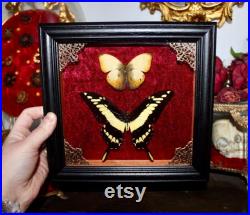 Cadre véritable papillon naturalisé papilio thoas king swallowtail cabinet de curiosité entomologie wunderkammer butterfly witch decor Cadre véritable papillon naturalisé papilio thoas king swallowtail cabinet de curiosité entomologie wunderkammer butterfly witch decor