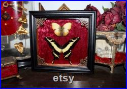 Cadre véritable papillon naturalisé papilio thoas king swallowtail cabinet de curiosité entomologie wunderkammer butterfly witch decor Cadre véritable papillon naturalisé papilio thoas king swallowtail cabinet de curiosité entomologie wunderkammer butterfly witch decor