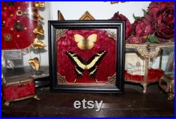 Cadre véritable papillon naturalisé papilio thoas king swallowtail cabinet de curiosité entomologie wunderkammer butterfly witch decor Cadre véritable papillon naturalisé papilio thoas king swallowtail cabinet de curiosité entomologie wunderkammer butterfly witch decor