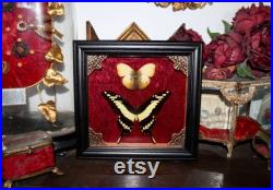 Cadre véritable papillon naturalisé papilio thoas king swallowtail cabinet de curiosité entomologie wunderkammer butterfly witch decor Cadre véritable papillon naturalisé papilio thoas king swallowtail cabinet de curiosité entomologie wunderkammer butterfly witch decor