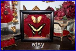 Cadre véritable papillon naturalisé papilio thoas king swallowtail cabinet de curiosité entomologie wunderkammer butterfly witch decor Cadre véritable papillon naturalisé papilio thoas king swallowtail cabinet de curiosité entomologie wunderkammer butterfly witch decor